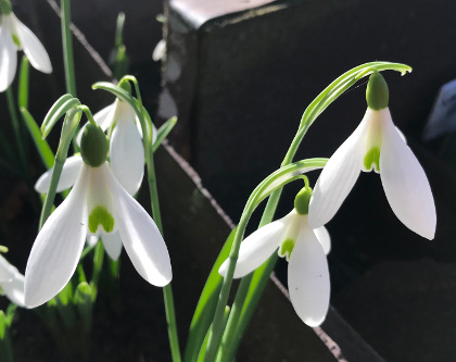 Galanthus 'Lyn'